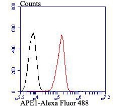 Invitrogen APE1 Polyclonal Antibody 100 &mu;L; Unconjugated:Antibodies,