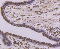 Invitrogen APE1 Polyclonal Antibody 100 &mu;L; Unconjugated:Antibodies,