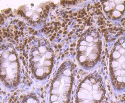 Invitrogen APE1 Polyclonal Antibody 100 &mu;L; Unconjugated:Antibodies,