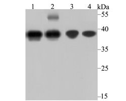 Invitrogen APE1 Polyclonal Antibody 100 &mu;L; Unconjugated:Antibodies,