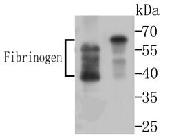 Invitrogen Fibrinogen Polyclonal Antibody 100 &mu;L; Unconjugated:Antibodies,