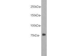 Invitrogen DYKDDDDK Tag Polyclonal Antibody, HRP 100 &mu;L; HRP:Antibodies,