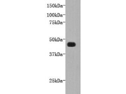 Invitrogen FAT4 Polyclonal Antibody 100 &mu;L; Unconjugated:Antibodies,