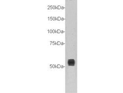 Invitrogen TMEM132A Polyclonal Antibody 100 &mu;L; Unconjugated:Antibodies,