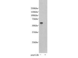 Invitrogen TMEM132E Polyclonal Antibody 100 &mu;L; Unconjugated:Antibodies,