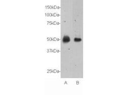 Invitrogen RXFP3 Polyclonal Antibody 100 &mu;L; Unconjugated:Antibodies,