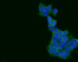 Invitrogen ARF1 Polyclonal Antibody 100 &mu;L; Unconjugated:Antibodies,