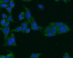Invitrogen ARF1 Polyclonal Antibody 100 &mu;L; Unconjugated:Antibodies,