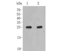 Invitrogen ARF1 Polyclonal Antibody 100 &mu;L; Unconjugated:Antibodies,