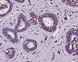 Invitrogen Osteopontin Polyclonal Antibody 100 &mu;L; Unconjugated:Antibodies,