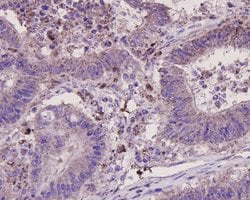 Invitrogen Osteopontin Polyclonal Antibody 100 &mu;L; Unconjugated:Antibodies,