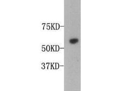 Invitrogen Osteopontin Polyclonal Antibody 100 &mu;L; Unconjugated:Antibodies,
