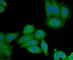Invitrogen CD235a (Glycophorin A) Polyclonal Antibody 100 &mu;L; Unconjugated:Antibodies,