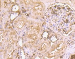 Invitrogen CD235a (Glycophorin A) Polyclonal Antibody 100 &mu;L; Unconjugated:Antibodies,