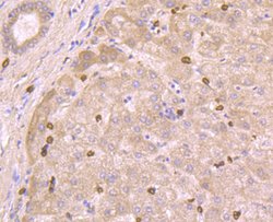 Invitrogen CD235a (Glycophorin A) Polyclonal Antibody 100 &mu;L; Unconjugated:Antibodies,