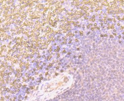 Invitrogen CD235a (Glycophorin A) Polyclonal Antibody 100 &mu;L; Unconjugated:Antibodies,