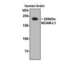 Invitrogen CD171 (L1CAM) Polyclonal Antibody 100 &mu;L; Unconjugated:Antibodies,