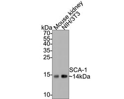 Invitrogen Sca-1 Polyclonal Antibody 100 &mu;L; Unconjugated:Antibodies,