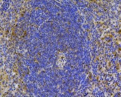 Invitrogen CD24 Polyclonal Antibody 100 &mu;L | Buy Online | Invitrogen&trade; | Fisher Scientific