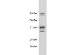 Invitrogen CD24 Polyclonal Antibody 100 &mu;L | Buy Online | Invitrogen&trade; | Fisher Scientific