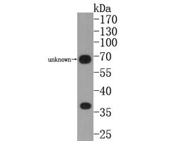 Invitrogen CD24 Polyclonal Antibody 100 &mu;L | Buy Online | Invitrogen&trade; | Fisher Scientific