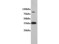 Invitrogen DPPA2 Polyclonal Antibody 100 &mu;L; Unconjugated:Antibodies,