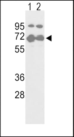 Invitrogen Nrf2 Polyclonal Antibody 400 &mu;L; Unconjugated:Antibodies,