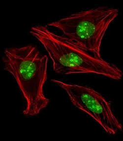 Invitrogen EN1 Polyclonal Antibody 200 &mu;L; Unconjugated:Antibodies,