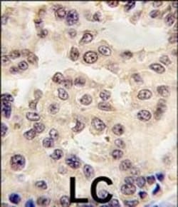 Invitrogen EN1 Polyclonal Antibody 200 &mu;L; Unconjugated:Antibodies,