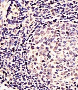 Invitrogen EN1 Polyclonal Antibody 200 &mu;L; Unconjugated:Antibodies,