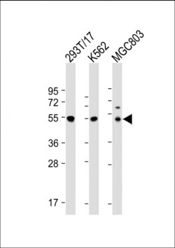 Invitrogen Cyclin A2 Polyclonal Antibody 400 &mu;L | Buy Online | Invitrogen&trade; | Fisher Scientific