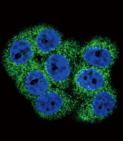 Invitrogen MCK10 Polyclonal Antibody 400 &mu;L; Unconjugated:Antibodies,