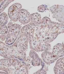 Invitrogen MCK10 Polyclonal Antibody 400 &mu;L; Unconjugated:Antibodies,