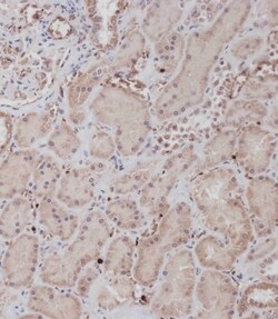Invitrogen MCK10 Polyclonal Antibody 400 &mu;L; Unconjugated:Antibodies,