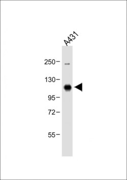 Invitrogen MCK10 Polyclonal Antibody 400 &mu;L; Unconjugated:Antibodies,