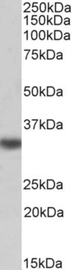Invitrogen TMX Polyclonal Antibody, Biotin 100 &mu;g; Biotin:Antibodies,