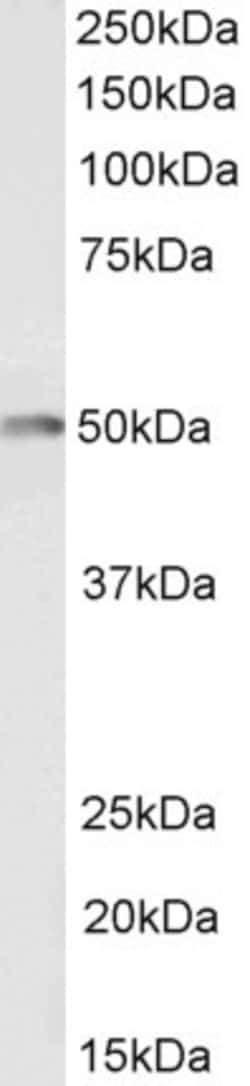 Invitrogen CSK Polyclonal Antibody, Biotin 100 &mu;g; Biotin:Antibodies,