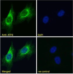 Invitrogen ATF6 Polyclonal Antibody 100 &mu;g; Unconjugated:Antibodies,