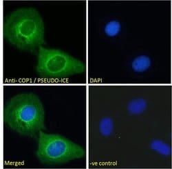 Invitrogen COP1 Polyclonal Antibody 100 &mu;g; Unconjugated:Antibodies,