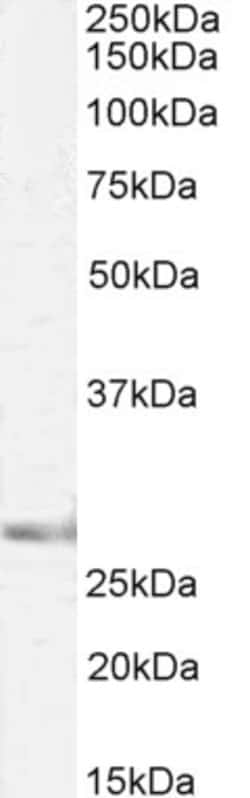 Invitrogen SIAH1 Polyclonal Antibody, Biotin 100 &mu;g; Biotin:Antibodies,