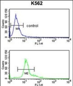 Invitrogen PEDF Polyclonal Antibody 400 &mu;L; Unconjugated:Antibodies,