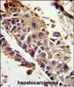 Invitrogen PEDF Polyclonal Antibody 400 &mu;L; Unconjugated:Antibodies,