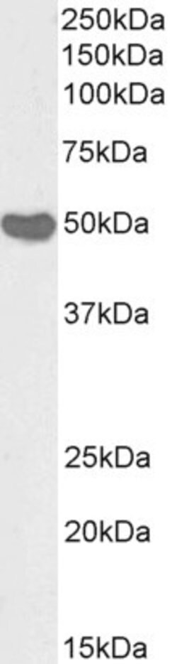 Invitrogen CREB3L4 Polyclonal Antibody, Biotin 100 &mu;g; Biotin:Antibodies,