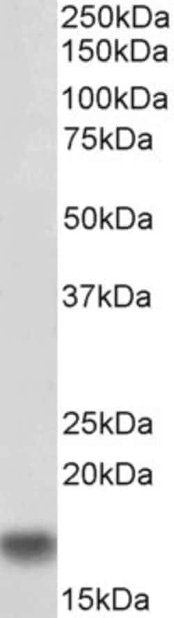 Invitrogen™ IBA1 Polyclonal Antibody, Biotin