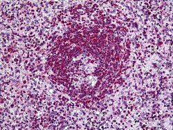 Invitrogen SH3KBP1 Polyclonal Antibody 100 &mu;g; Unconjugated:Antibodies,