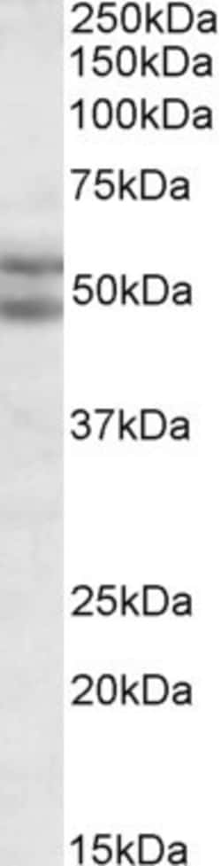 Invitrogen BAG5 Polyclonal Antibody 100 μg; Unconjugated:Antibodies,