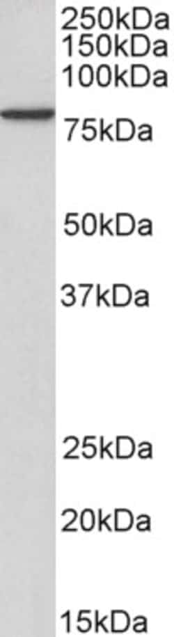 Invitrogen gamma Catenin Polyclonal Antibody, Biotin 100 &mu;g; Biotin:Antibodies,