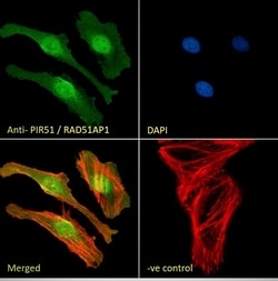 Invitrogen RAD51AP1 Polyclonal Antibody 100 &mu;g; Unconjugated:Antibodies,