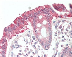 Invitrogen RAD51AP1 Polyclonal Antibody 100 &mu;g; Unconjugated:Antibodies,