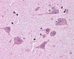 Invitrogen TAB182 Polyclonal Antibody 100 &mu;g; Unconjugated:Antibodies,